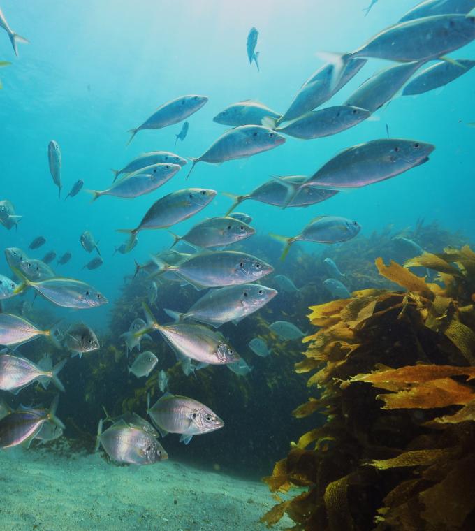 School of New Zealand white trevally in the ocean