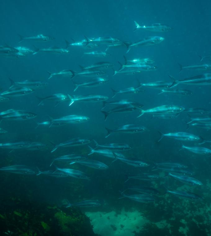 School of New Zealand kahawai in the ocean