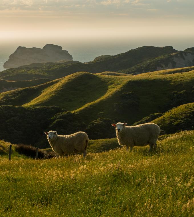 New Zealand mutton on a hill by the ocean