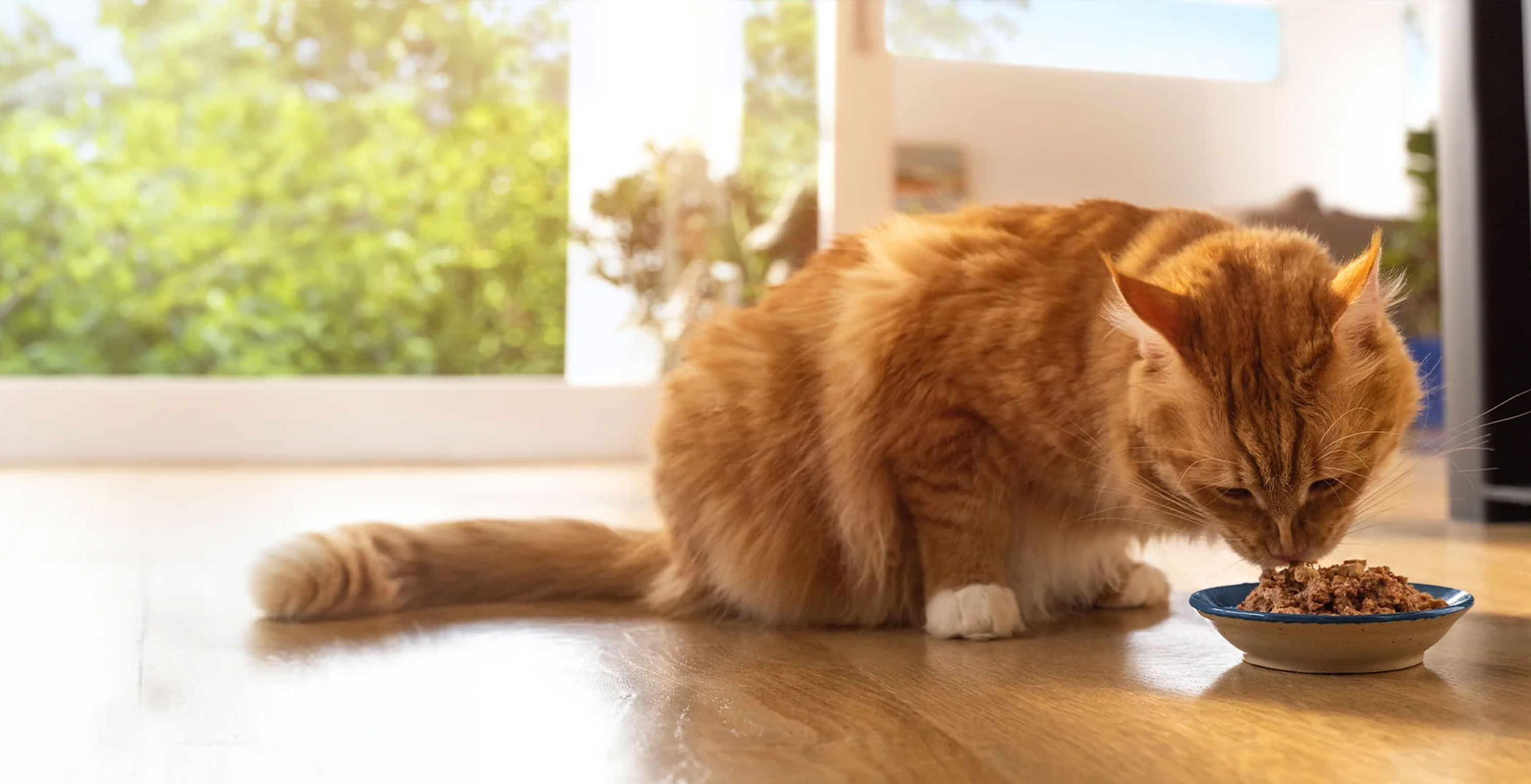 ZIWI Peak Cat Food in Air-Dried and Canned formats.