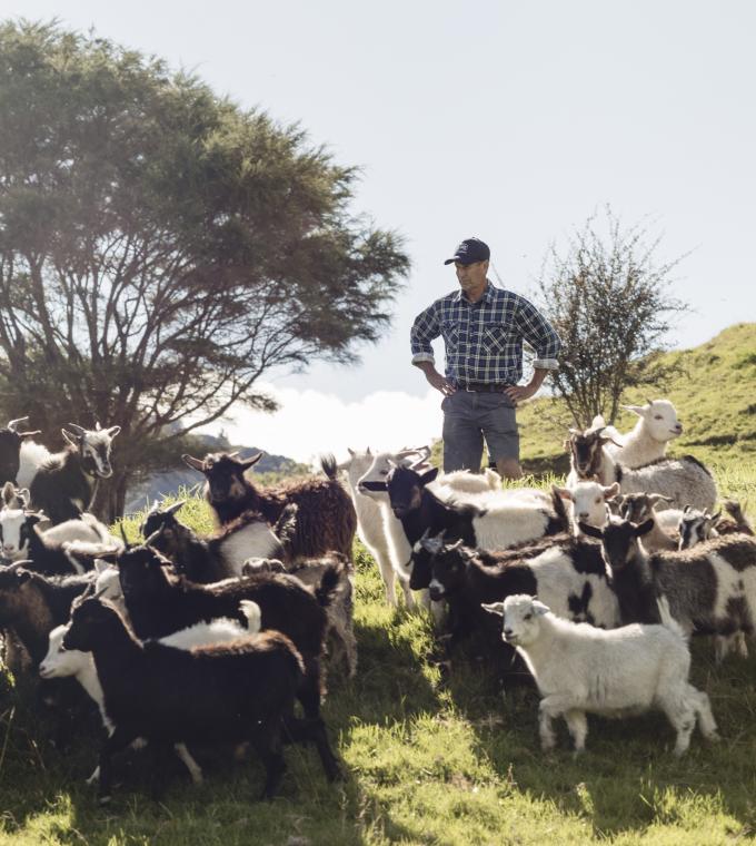 New Zealand goats on an East Cape farm with farmer