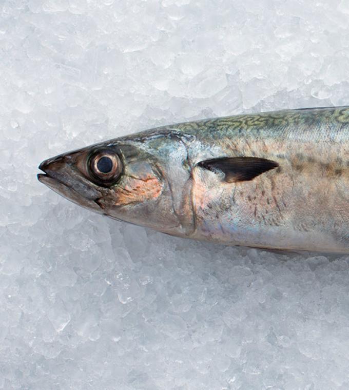 New Zealand Blue Mackerel on ice