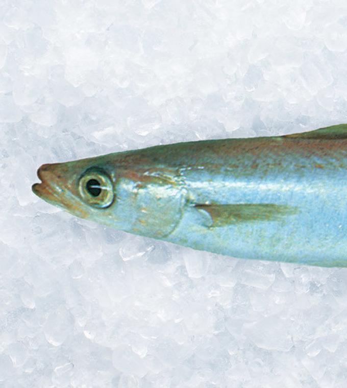 New Zealand Blue Mackerel on ice